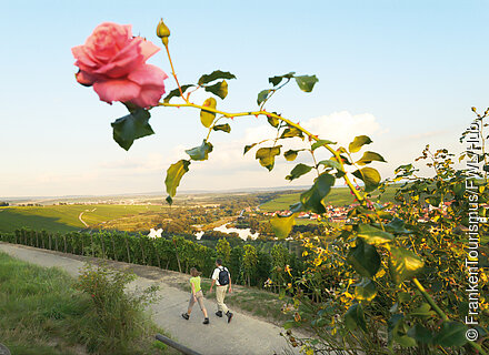 Wanderer in den Weinbergen, Rosenmotiv