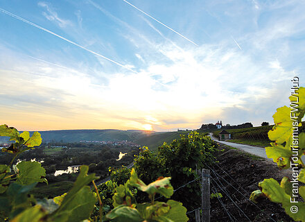 Weinberge an der Volkacher Mainschleife, Vogelsburg (Fränkisches Weinland)