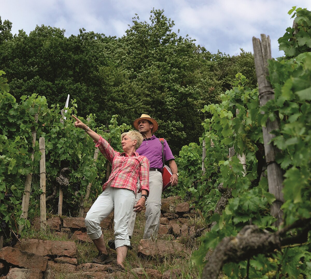 Fränkischer Rotwein Wanderweg