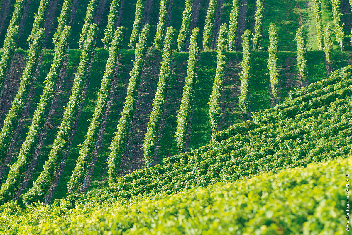 Weinberge im Fränkischen Weinland