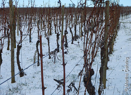 Weinberg im Januar