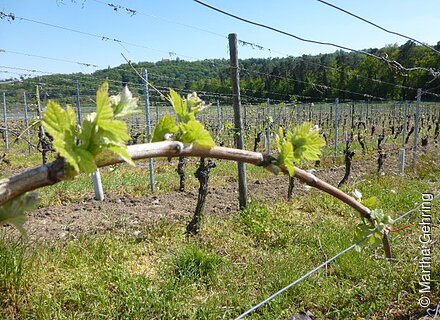 Erste Triebe im Weinberg