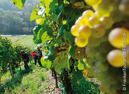 Weinlese in den fränkischen Weinbergen