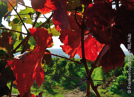 Herbstlich im Weinberg
