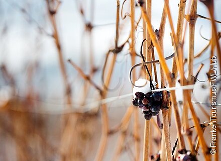 Weinberg im Winter