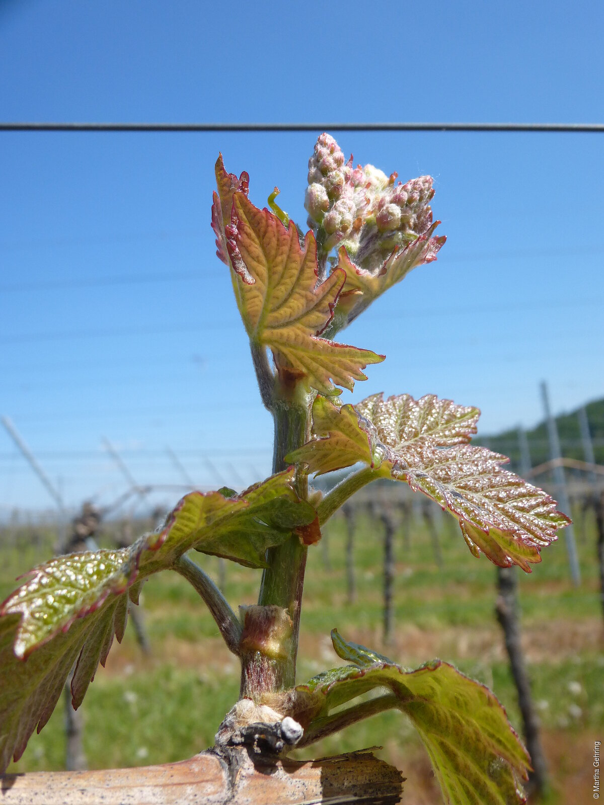 Knospen im Weinberg