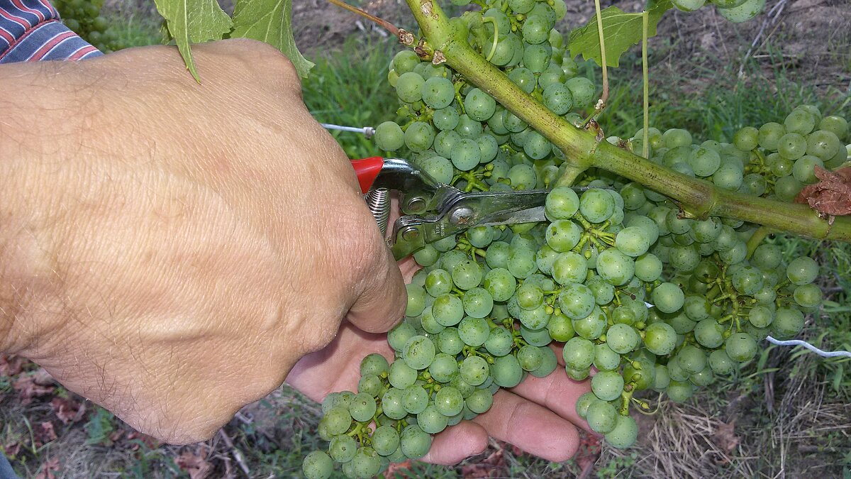 Ertragsregulierung im Weinberg