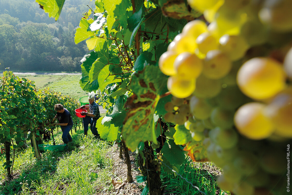 Weinlese in den fränkischen Weinbergen