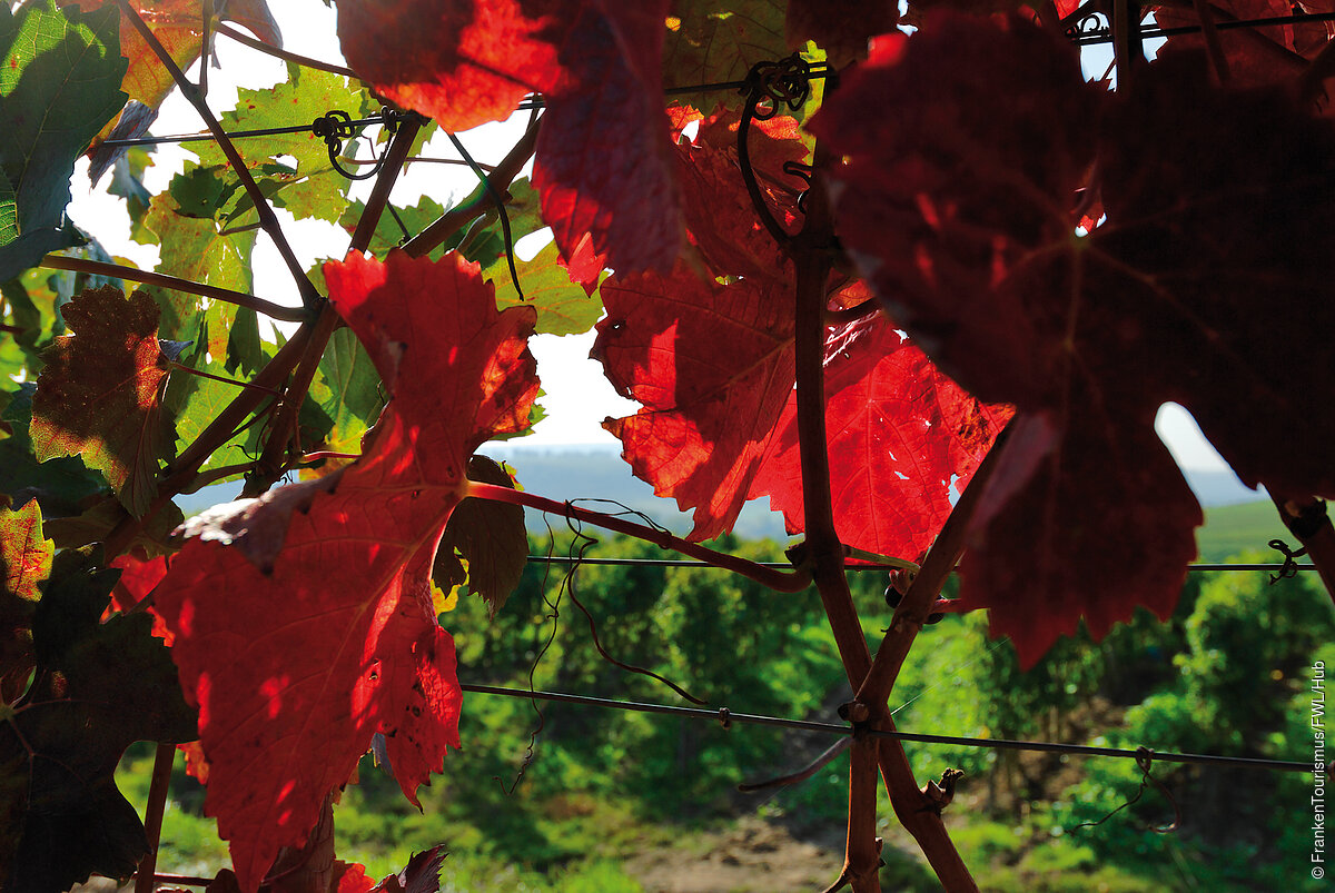 Herbstlich im Weinberg