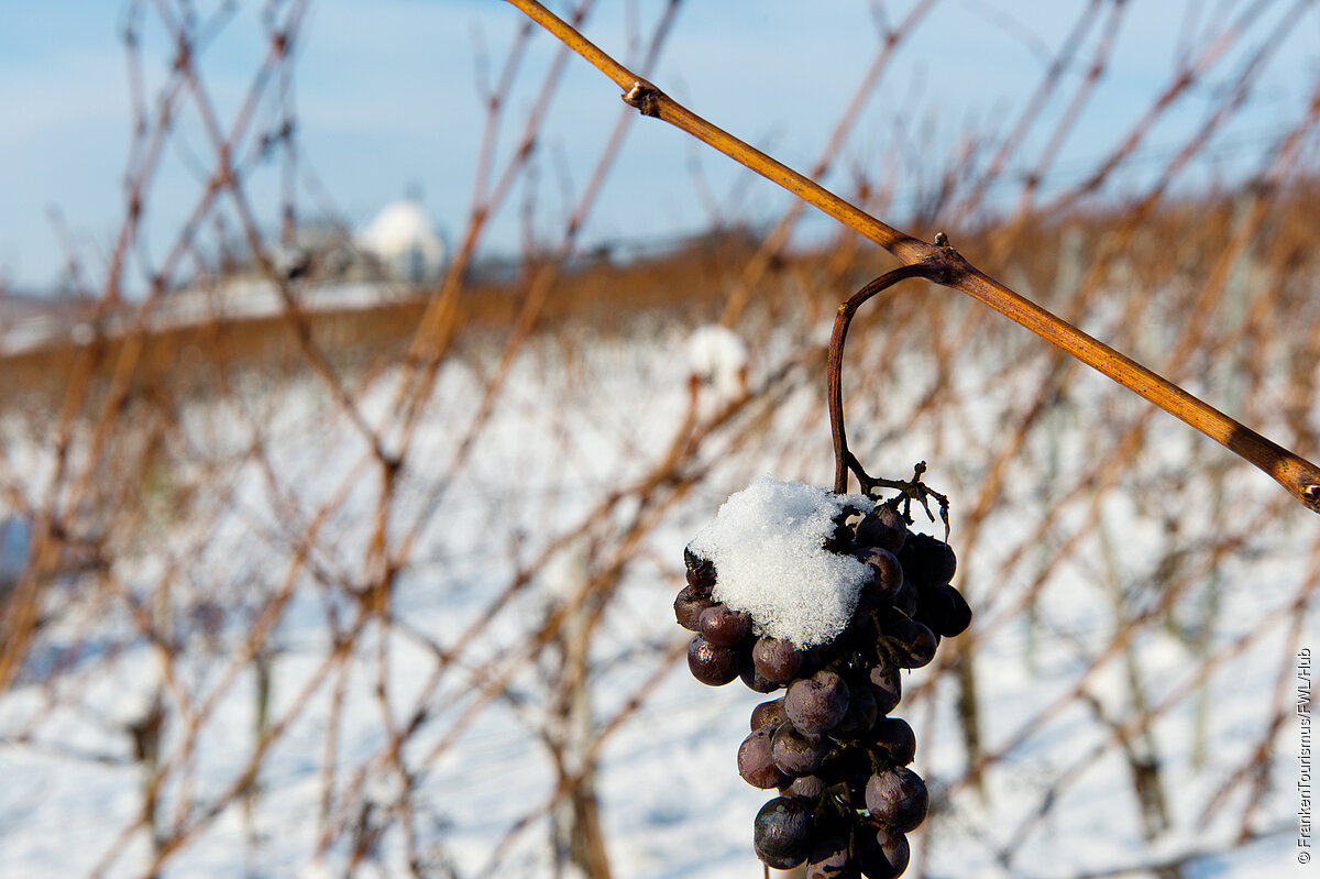 Volkacher Mainschleife, Blick auf Vogelsburg im Winter (Fränkisches Weinland)