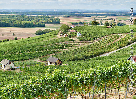 Weinberg im Steigerwald (Steigerwald)