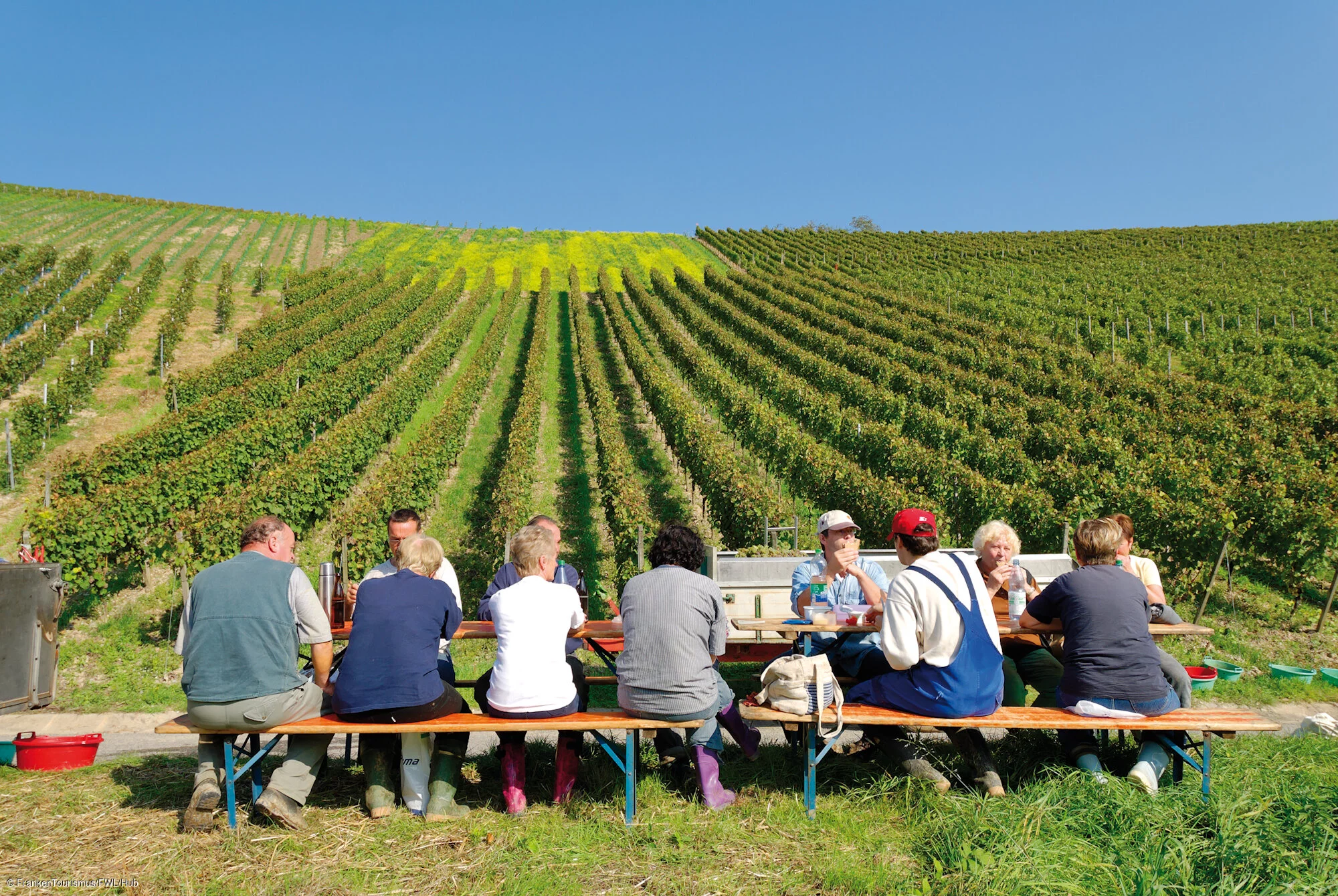 Weinlese