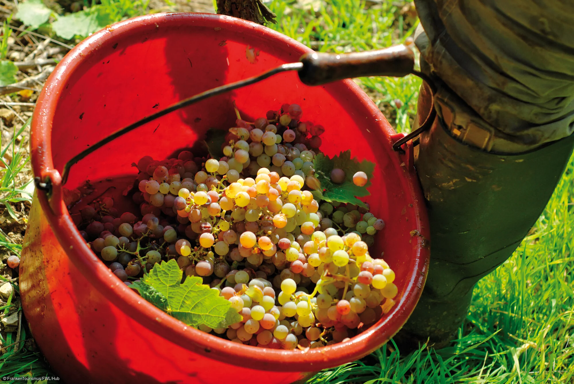 Weinlese