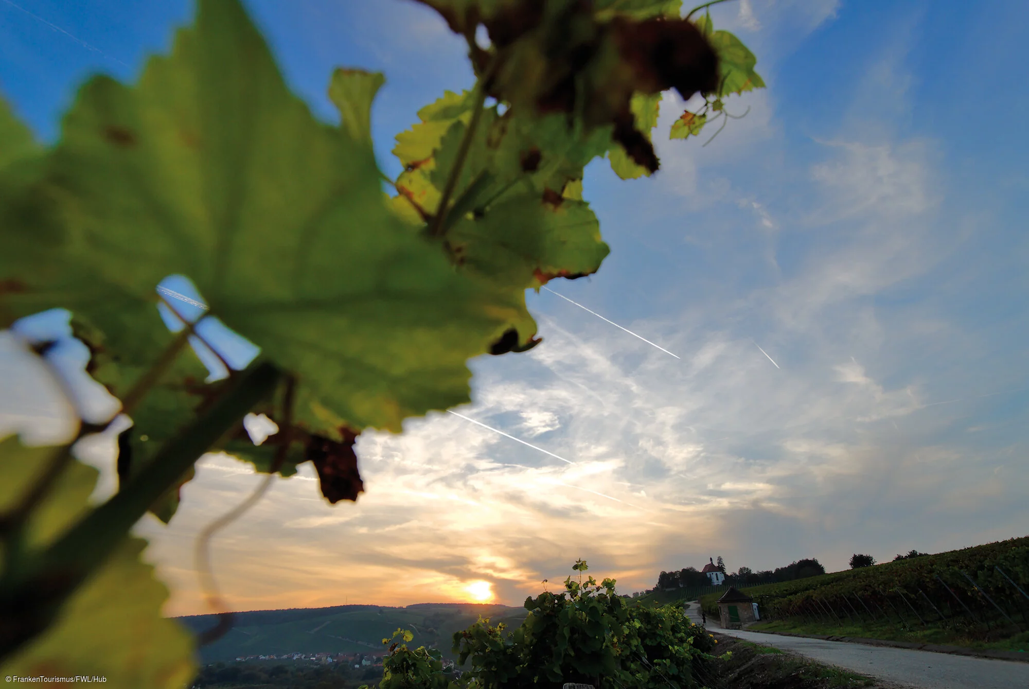 Weinberge an der Volkacher Mainschleife, Voglsburg