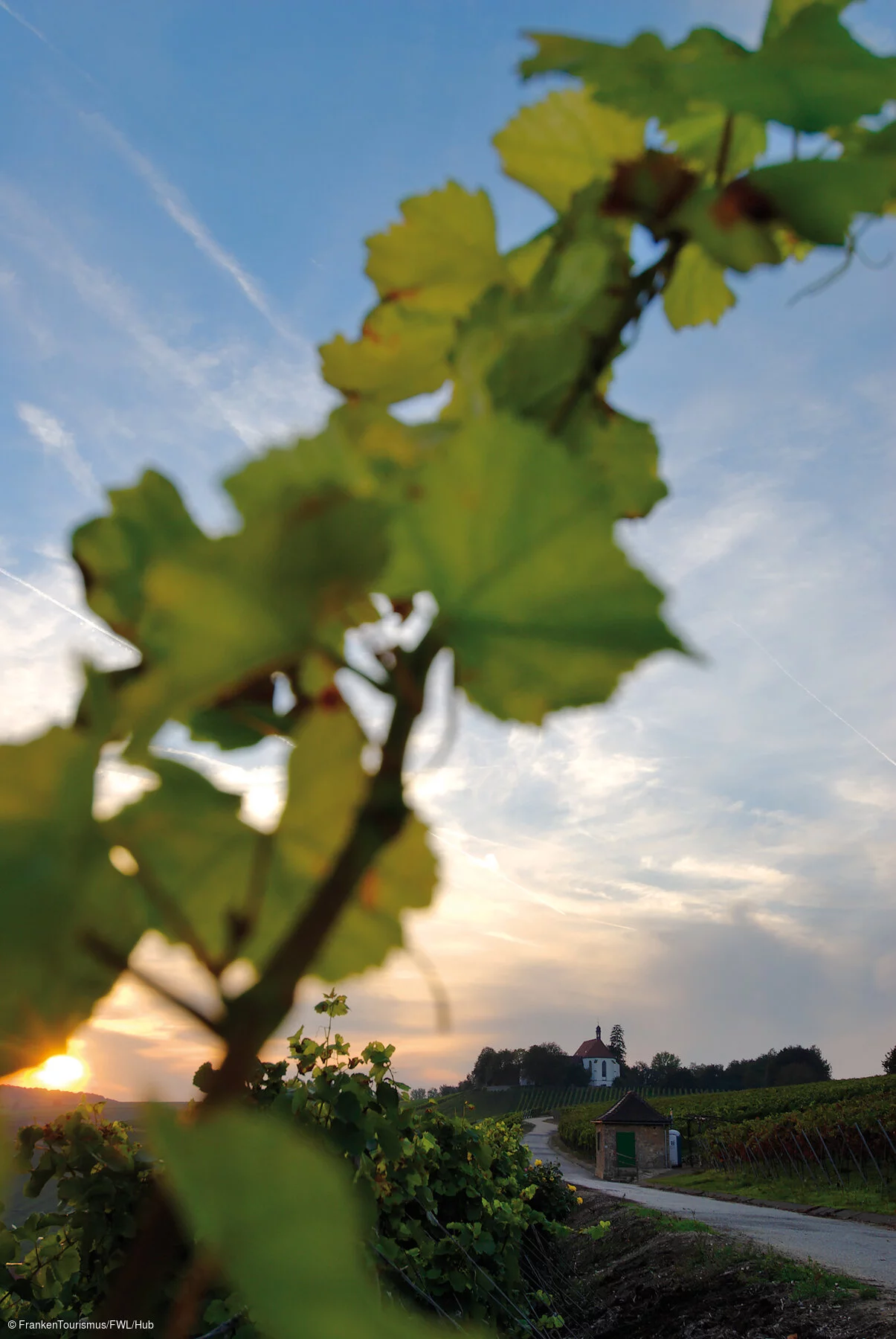 Weinberge an der Volkacher Mainschleife, Voglsburg