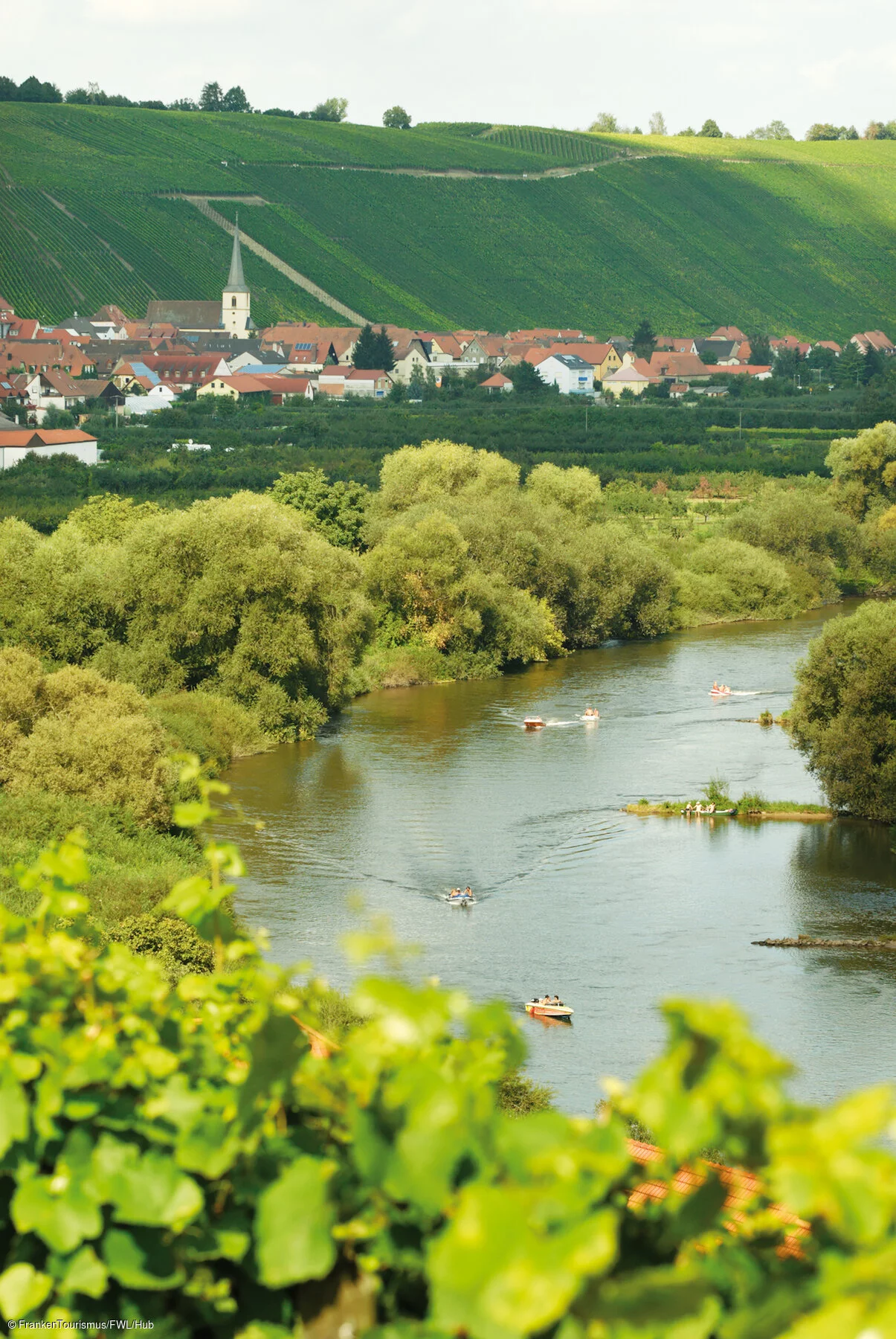 Weinberge und Mainschleife bei Escherndorf