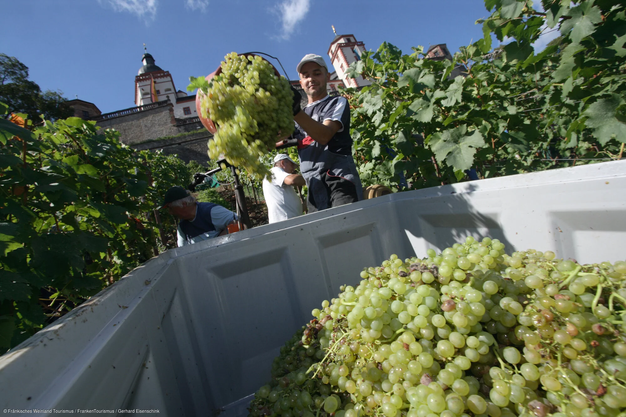 Weinlese bei der Festung Marienberg