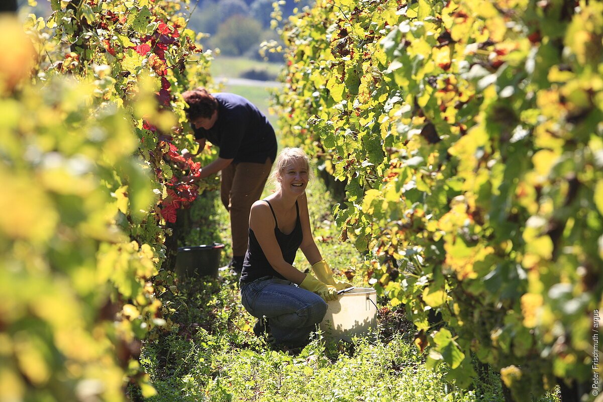DEU , Deutschland, Wertheim - Weinlese in Lindelbach am  Weinberg " Ebenrain "| DEU, Germany , Wertheim - grape gathering in Lindelbach at the vineyard "Ebenrain" |[ © (c) Peter Frischmuth/ argus  Veroeffentlichung nur gegen Honorar ,  Belegexemplar  und Urhebervermerk   Peter Frischmuth/ argus , Tel. 040 / 433707  e-mail : argus@argus-foto.de ,  SEB Bank Kto. 1285865200 ,  BLZ 20010111 , IBAN: DE27200101111285865200 , BIC: ESSEDE5F200  ]