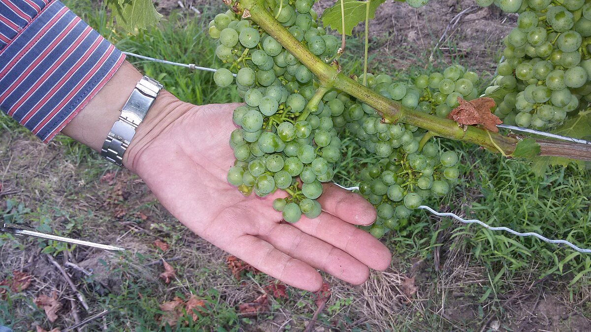 Ertragsregulierung im Weinberg