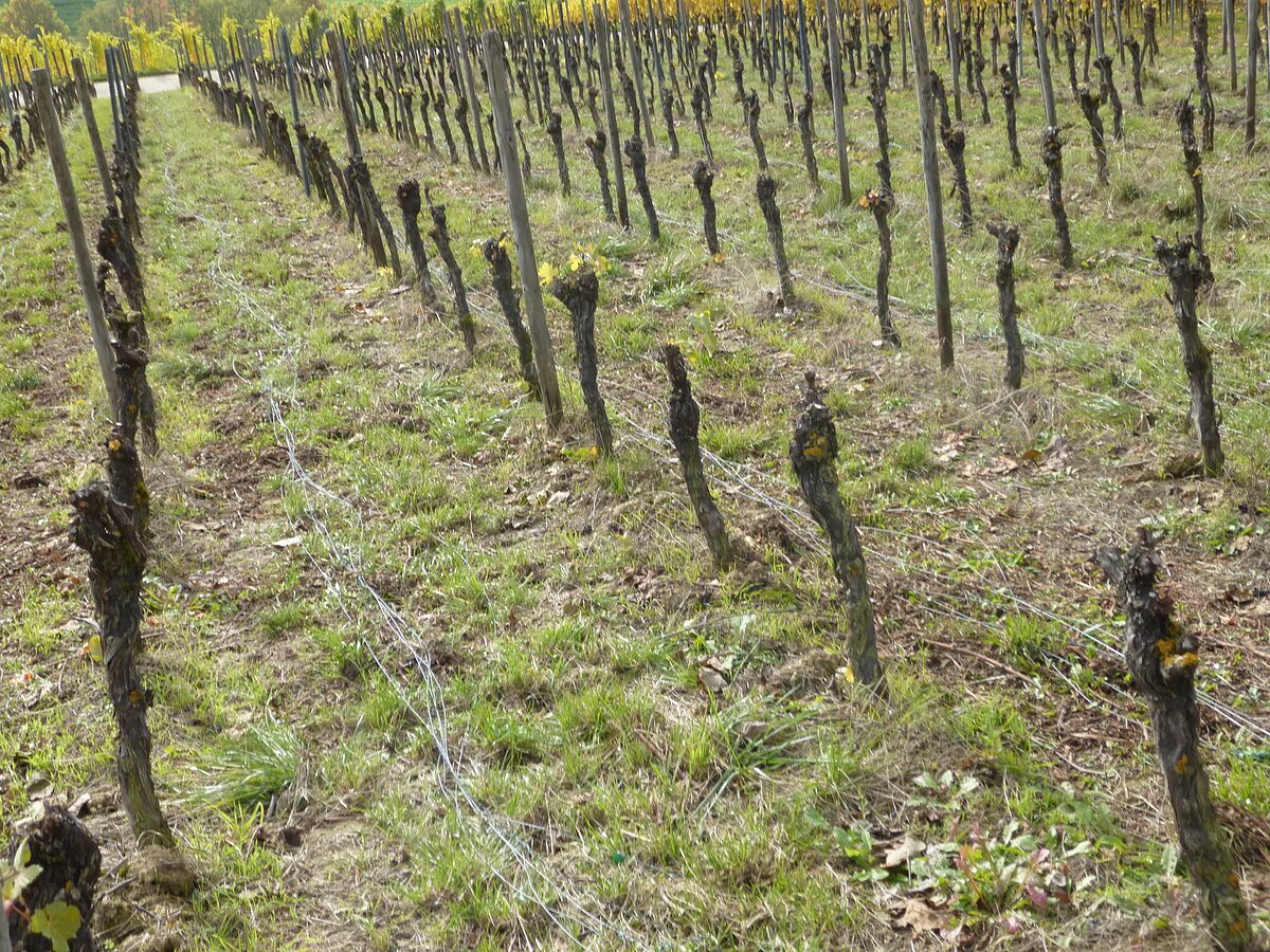 Ein abgeernteter fränkischer Weinberg