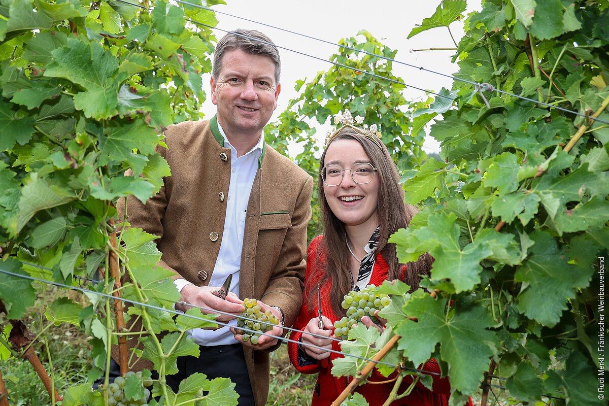 Staatssekretär Sandro Kirchner und die Fränkische Weinkönigin Lisa Lehritter mit den ersten gelesenen Trauben im Weinberg.