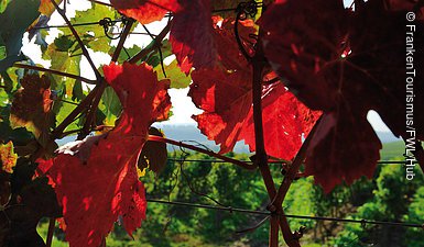 Herbststimmung in den Weinbergen
