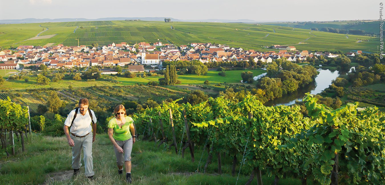 Wanderer in den Weinbergen bei der Vogelsburg (Fränkisches Weinland)